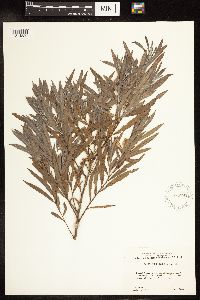 Salix interior image