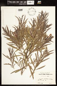 Salix interior image