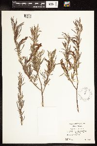 Salix interior image