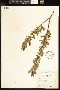 Salix lucida image