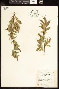 Salix lucida image