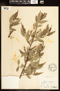 Salix lucida image