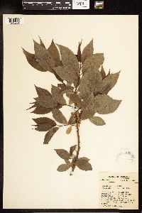 Salix lucida image