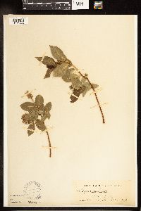 Salix lucida image