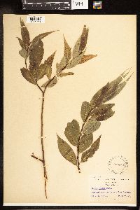 Salix lucida image