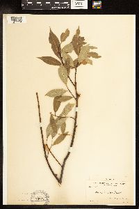 Salix lucida image
