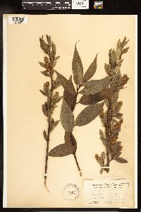 Salix lucida image