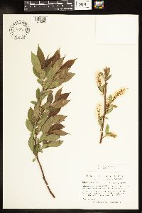Salix lucida image