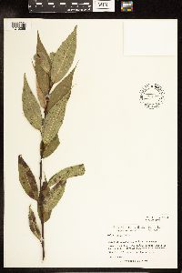 Salix lucida image