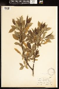 Salix lucida image