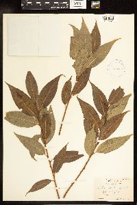 Salix lucida image