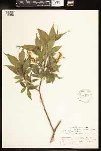 Salix lucida image