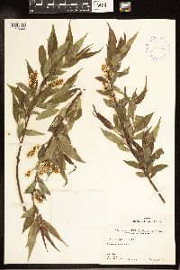 Salix lucida image