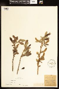 Salix lucida image