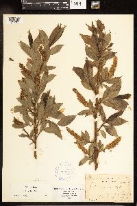 Salix lucida image