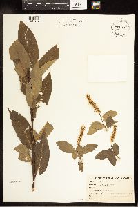Salix lucida image