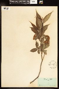 Salix lucida image