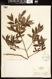Salix lucida image