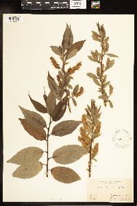 Salix lucida image