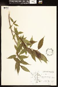 Salix lucida image