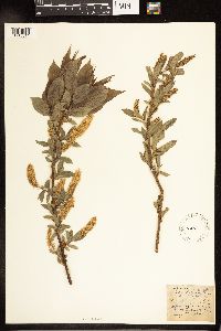Salix lucida image