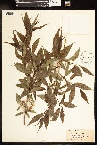Salix lucida image