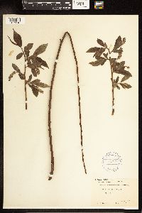 Salix lucida image
