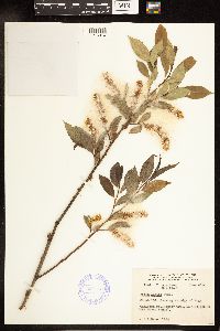 Salix lucida image