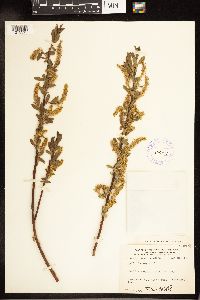 Salix lucida image