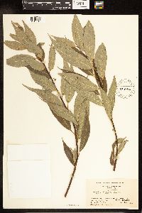 Salix lucida image