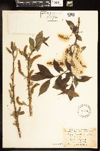 Salix lucida image