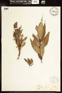 Salix lucida image