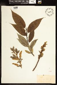 Salix lucida image