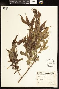 Salix lucida image