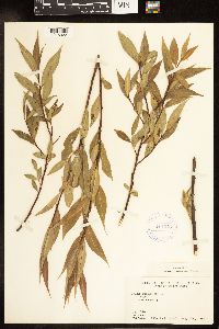 Salix lucida image