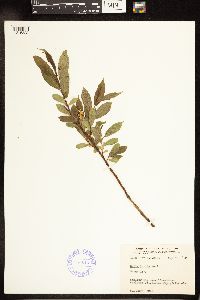 Salix lucida image