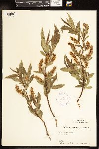 Salix lucida image
