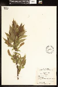 Salix lucida image