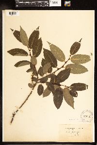 Salix lucida image