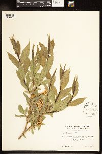 Salix lucida image