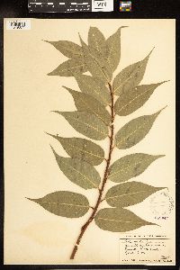 Salix lucida image