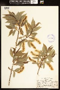 Salix lucida image