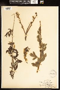 Salix lucida image