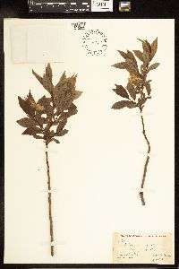 Salix lucida image