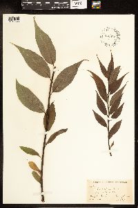 Salix lucida image