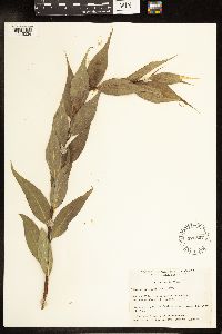 Salix lucida image