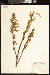 Salix lucida image