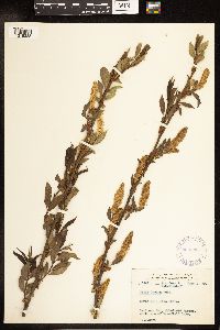 Salix lucida image