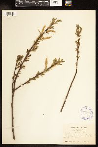 Salix lucida image