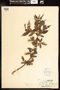 Salix lucida image